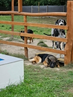 vom Trojangold, hodowla Owczarków Niemieckich Długowłosych