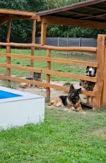 vom Trojangold, hodowla Owczarków Niemieckich Długowłosych