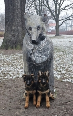 vom Trojangold, hodowla Owczarków Niemieckich Długowłosych