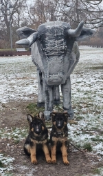 vom Trojangold, hodowla Owczarków Niemieckich Długowłosych