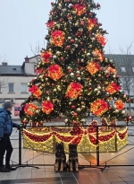 vom Trojangold, hodowla Owczarków Niemieckich Długowłosych