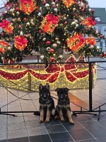 vom Trojangold, hodowla Owczarków Niemieckich Długowłosych