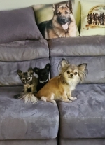 vom Trojangold, hodowla Owczarków Niemieckich Długowłosych