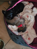 vom Trojangold, hodowla Owczarków Niemieckich Długowłosych