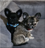 vom Trojangold, hodowla Owczarków Niemieckich Długowłosych