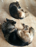 vom Trojangold, hodowla Owczarków Niemieckich Długowłosych