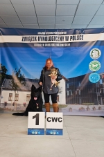 vom Trojangold, hodowla Owczarków Niemieckich Długowłosych