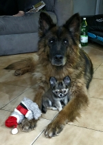 vom Trojangold, hodowla Owczarków Niemieckich Długowłosych