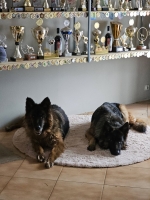 vom Trojangold, hodowla Owczarków Niemieckich Długowłosych