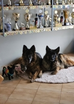 vom Trojangold, hodowla Owczarków Niemieckich Długowłosych