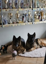 vom Trojangold, hodowla Owczarków Niemieckich Długowłosych