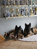 vom Trojangold, hodowla Owczarków Niemieckich Długowłosych