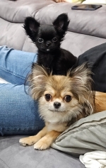 vom Trojangold, hodowla Owczarków Niemieckich Długowłosych