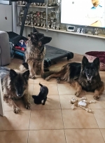 vom Trojangold, hodowla Owczarków Niemieckich Długowłosych