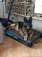 vom Trojangold, hodowla Owczarków Niemieckich Długowłosych