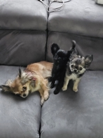 vom Trojangold, hodowla Owczarków Niemieckich Długowłosych