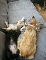 vom Trojangold, hodowla Owczarków Niemieckich Długowłosych