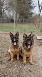 vom Trojangold, hodowla Owczarków Niemieckich Długowłosych