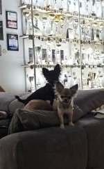 vom Trojangold, hodowla Owczarków Niemieckich Długowłosych