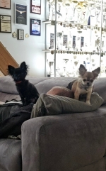 vom Trojangold, hodowla Owczarków Niemieckich Długowłosych