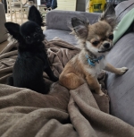 vom Trojangold, hodowla Owczarków Niemieckich Długowłosych