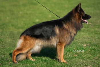 vom Trojangold, hodowla Owczarków Niemieckich Długowłosych